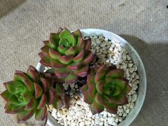 -灵芝妹子海鲜米线(香炉礁山姆店)
