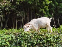 -莫干山风景区