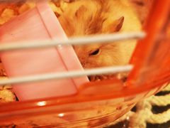 -有猫儿腻咖啡厅.猫咖