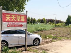 -青浦采草莓天天草莓园