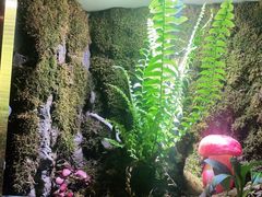 -野菌皇海景野生菌火锅(滨海大道店)