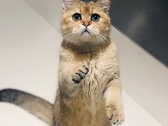 -飞行喵MR PILOT|猫舍·猫咖(静安大融城店)