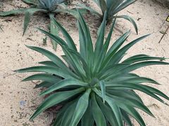 -茵特拉根酒店·西餐厅