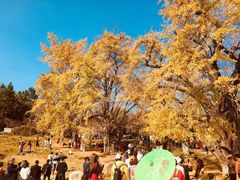 -千年银杏谷文化旅游区