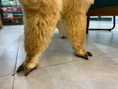 -爱诺耐芙动物医院(万博店)