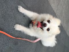 爱侣宠物医院(灵石路总店)-爱侣宠医·鹦鹉专科·小型哺乳类·异宠专科(灵石路店)