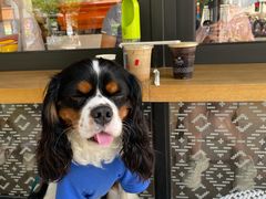 -Peet's Coffee皮爷咖啡(大学路店)