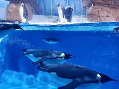 -海合安成都极地海洋公园