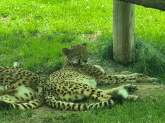 -北京野生动物园