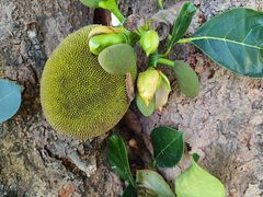 -中国科学院西双版纳热带植物园