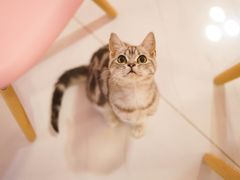 -三花喵·撸猫购宠·宠物生活馆(虹桥南丰城店)