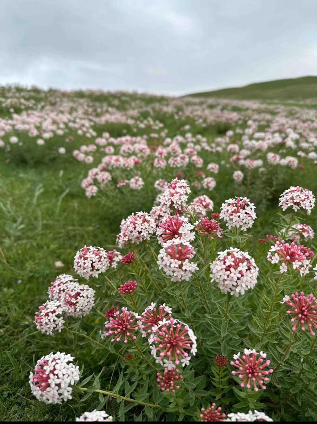 草原花种类图片