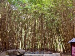 -森波拉火山温泉