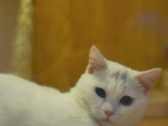 -Pets First伊珊娜洗护·精致美容·家庭式寄养(新会路店)