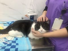 -伟伟宠物医院·CT影像中心·瑞派犬猫综合性门诊(汉口总院)