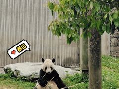 -卧龙中华大熊猫苑神树坪基地