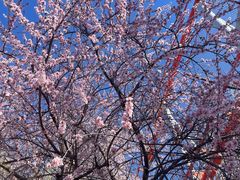 -朝阳公园游乐园