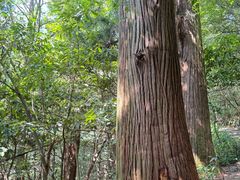 -天目山大树王景区