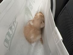 -联合动物医院(光谷诊疗中心)