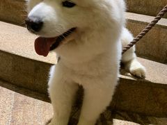 -more than meow吴止猫主题餐厅(承德 中船汇店)