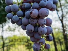 -北京张裕爱斐堡酒庄