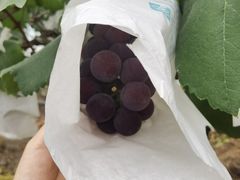 -马陆小张葡萄园农家乐