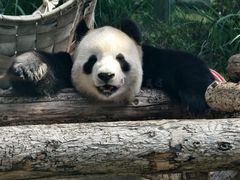 -大连森林动物园