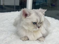 -爱洗澡的猫(天河路店)