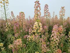 -中国天府农业博览园