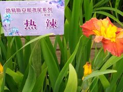 鸢尾花-圩墩遗址公园