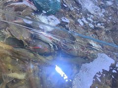 -聚盛源蒸汽海鲜火锅烤肉自助(巨川金海岸购物广场店)