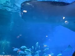 -烟台海昌鲸鲨海洋公园