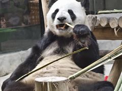 -栾川竹海野生动物园