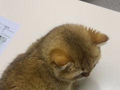 -谐和贝康宠物医院24小时·宠保定点(急重症转诊中心)