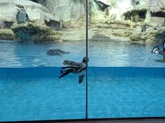 -帝企鹅自助餐厅•儿童岛•真企鹅(长隆企鹅酒店)