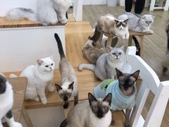 -李小姐の猫咖啡馆(五角场店)