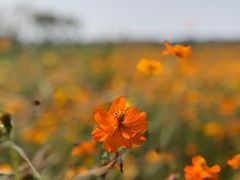 -汉长安城未央宫国家考古遗址公园