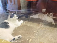 -猫咪博物馆(顶澳仔猫街店)
