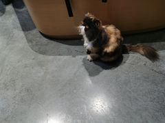 -瞄一喵猫咖(格力海岸店)