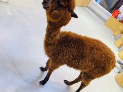 -Heymao猫咖.咖啡厅(东门店)