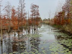 -池杉湖湿地公园