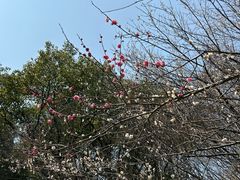 -杭州植物园
