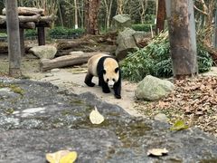 -都江堰中华大熊猫苑