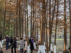 -重庆彩云湖湿地公园