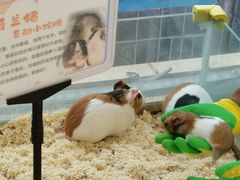 -怪兽屋·羊驼·猫咖·狗咖(俊华广场店)