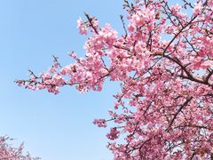 -上海辰山植物园