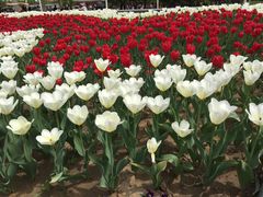 -石家庄市植物园