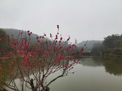 -南国桃园旅游度假区