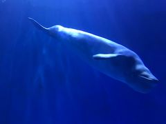 -多彩贵州城极地海洋世界