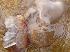 -青岛银沙滩